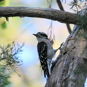 Downy Woodpecker