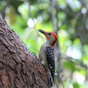 Red-bellied Woodpecker