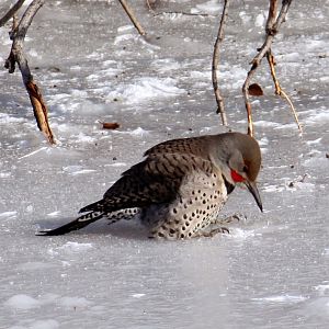 Red-shafted Flicker