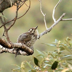 Arizona Woodpecker