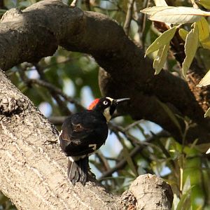 Acorn Woodpecker