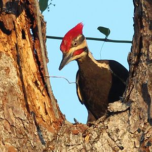 Pileated Woodpecker