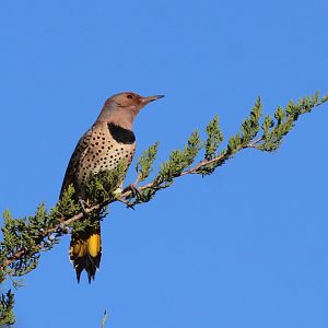 Yellow-shafted Flicker