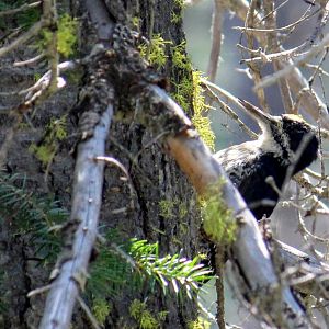 Black-backed Woodpecker