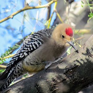 Gila Woodpecker