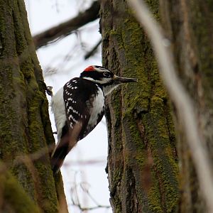 Hairy Woodpecker