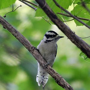 Downy Woodpecker