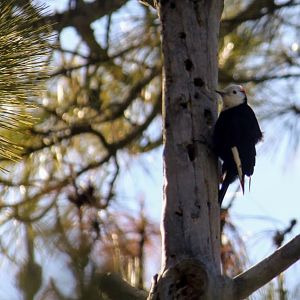 White-headed Woodpecker
