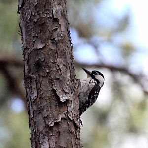 Red-cockaded Woodpecker