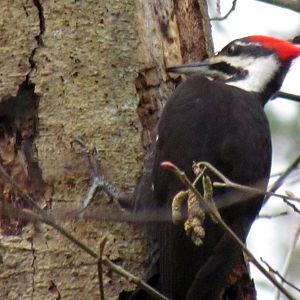 Pileated Woodpecker