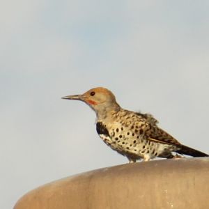 Gilded Flicker