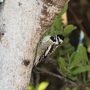 Yellow-bellied Sapsucker