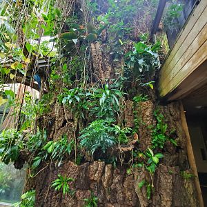 Tropic Zone Greenwall Detail - August 2021