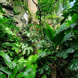 Tropic Zone - August 2021