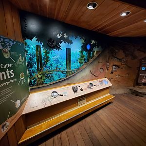 Leafcutter Ant Exhibit - August 2021