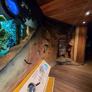 Leafcutter Ant Exhibit - August 2021