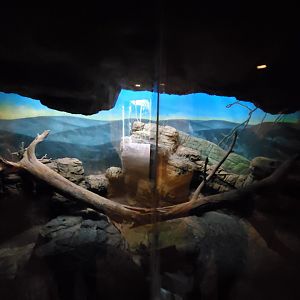 Seba's Short-Tailed Bat Exhibit - August 2021