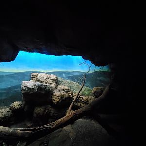 Seba's Short-Tailed Bat Exhibit - August 2021