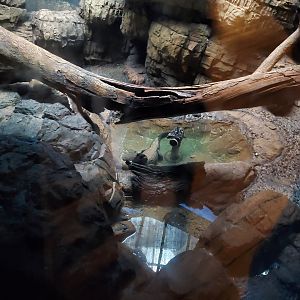 West African Dwarf Crocodile - August 2021