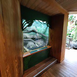 Dumeril's Ground Boa Exhibit - August 2021