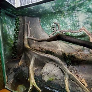 Dumeril's Ground Boa Exhibit - August 2021