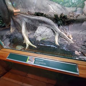 Dumeril's Ground Boa Exhibit - August 2021