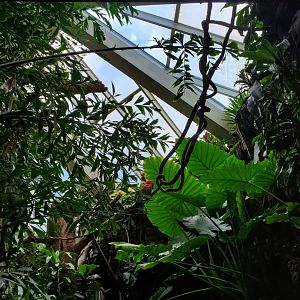 Green-Winged Macaw - August 2021