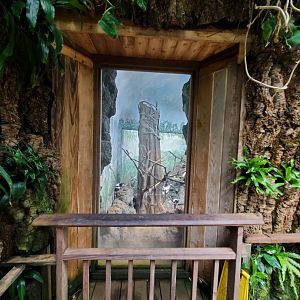 Black-and-White Ruffed Lemur Habitat - August 2021