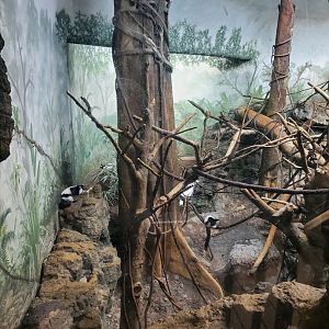 Black-and-White Ruffed Lemur Habitat - August 2021