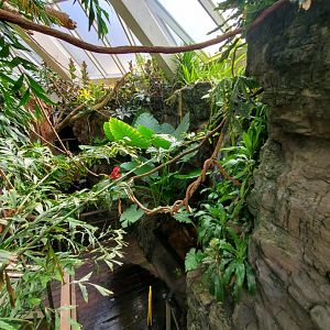 Green-Winged Macaw - August 2021