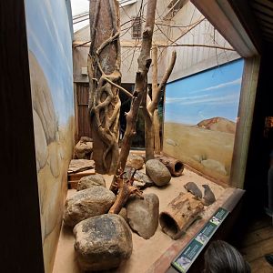 Banded Mongoose Habitat - August 2021