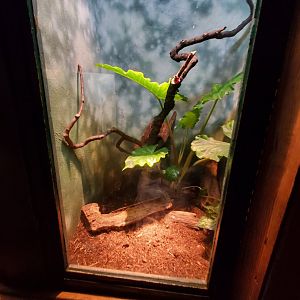Brazilian Rainbow Boa and Smokey Jungle Frog Exhibit - August 2021