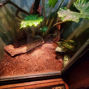 Brazilian Rainbow Boa and Smokey Jungle Frog Exhibit - August 2021