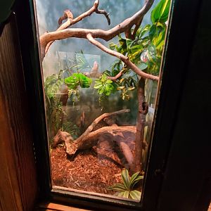 Solomon Island Prehensile-Tailed Skink Exhibit - August 2021