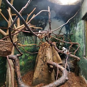 Cotton-Top Tamarin Habitat - August 2021