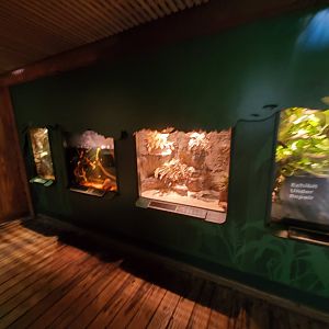 Various Terrariums - August 2021