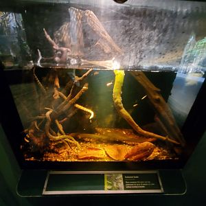 Tentacled Snake Exhibit - August 2021