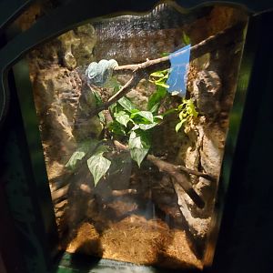 Green Tree Python Exhibit - August 2021