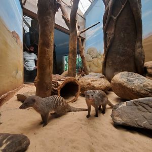 Banded Mongoose - August 2021