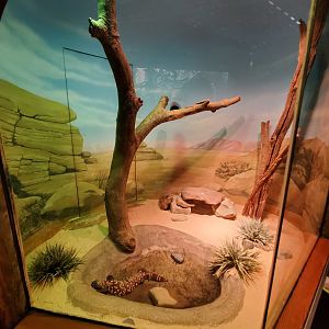 Gila Monster Exhibit - August 2021