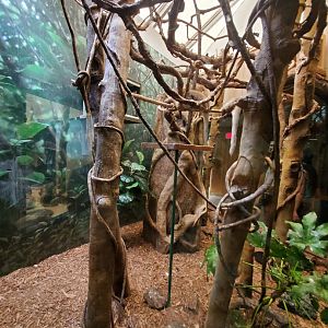 Bolivian Grey Titi Habitat - August 2021