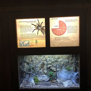 Socotra Island Blue Baboon Tarantula