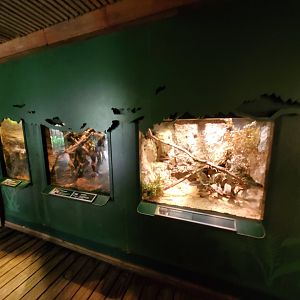 Various Terrariums - August 2021