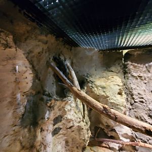 Common Chuckwalla (?) - August 2021