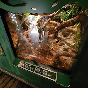 Orient Knight Anole and Cuban Tree Frog Exhibit - August 2021