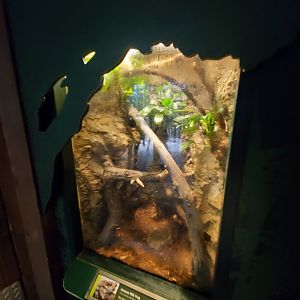 Amazon Milk Frog Exhibit - August 2021