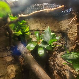 Amazon Milk Frog - August 2021