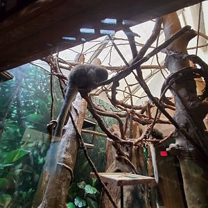 Bolivian Grey Titi - August 2021