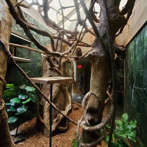 Bolivian Grey Titi Habitat - August 2021