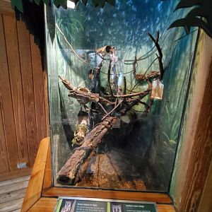 Southern Galago Exhibit - August 2021